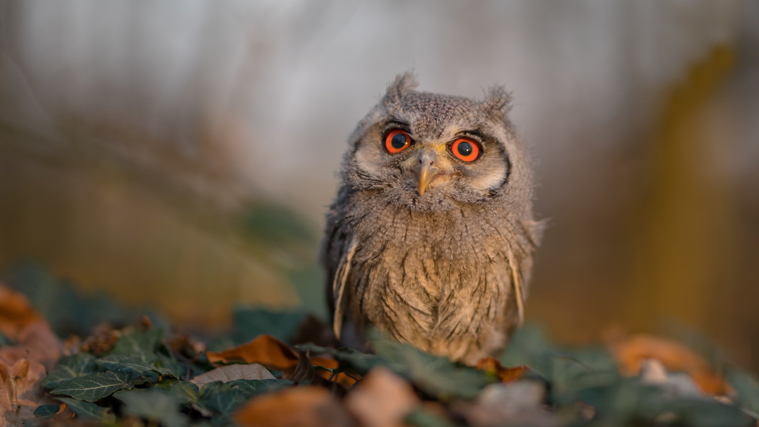 开云体育-欧洲之巅的孤灯，当武切维奇在淘汰赛之夜完成不朽的里程碑