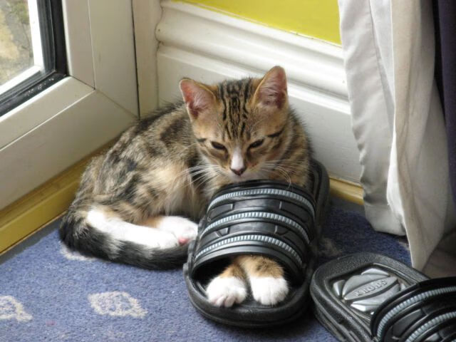 冰场奇迹，威尔士抢七绝杀加拿大，首夺季后赛冠军