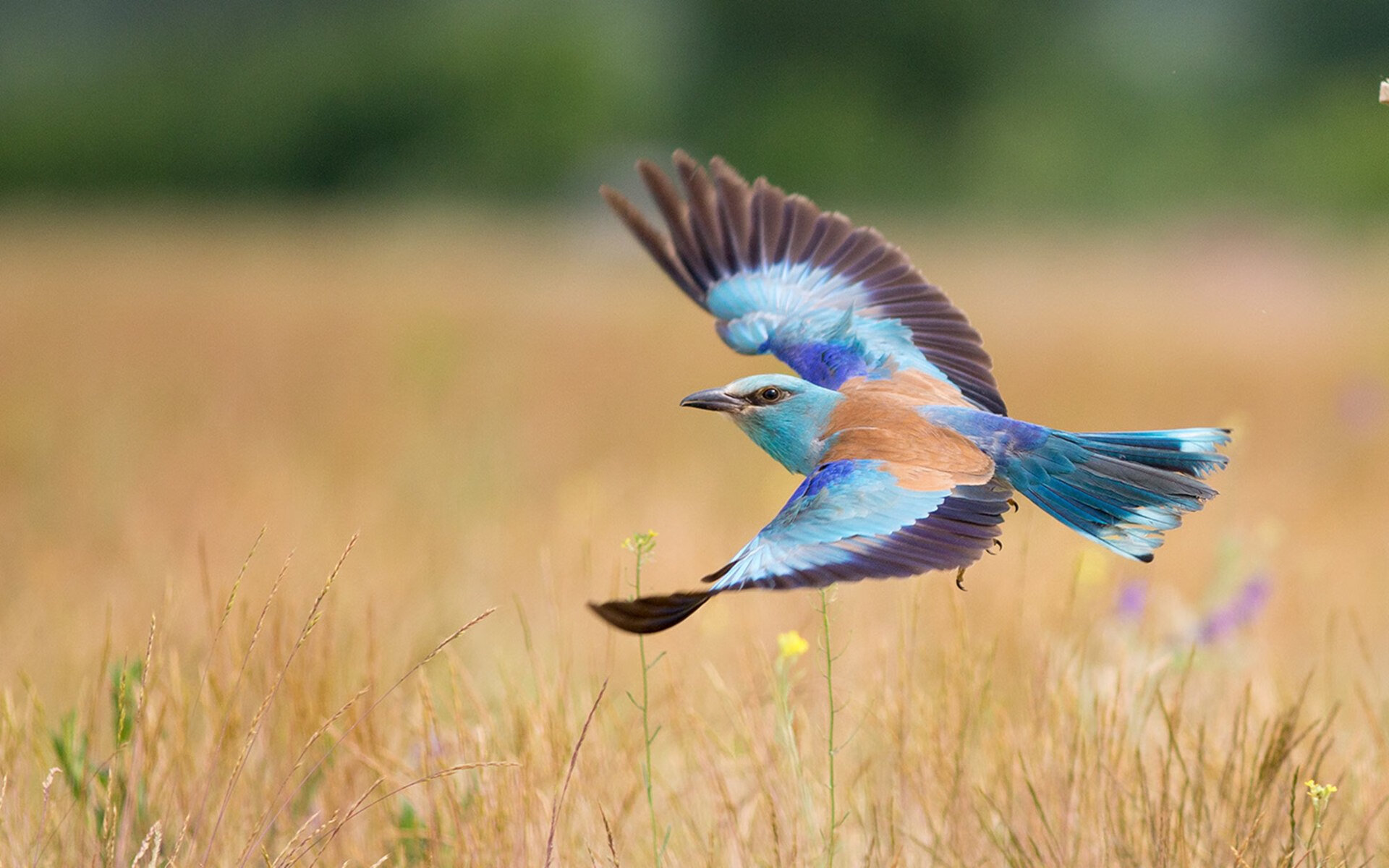 哈兰德关键先生显威，墨西哥连续得分压制阿森纳