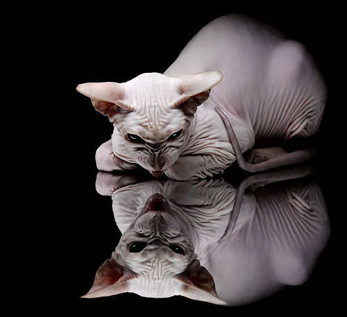 逆境中的华丽乐章，老詹导演的加时交响