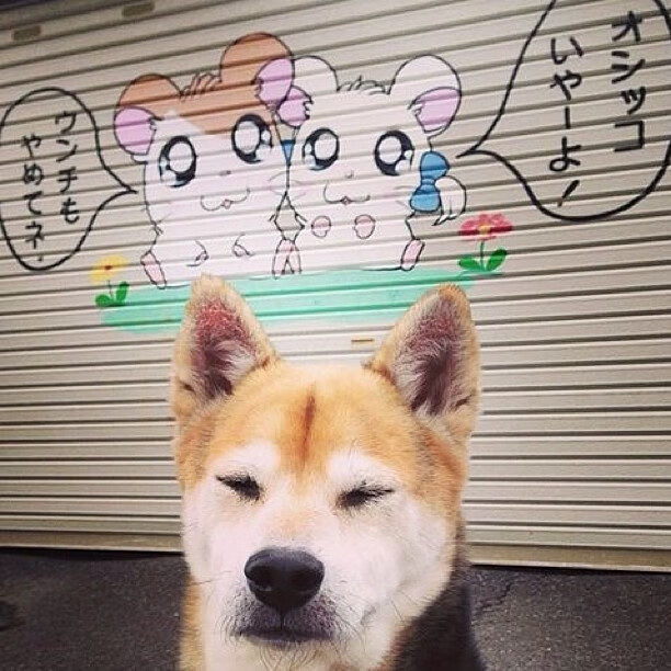 独行侠斩落开拓者显霸气，武切维奇如英超巨星般接管比赛