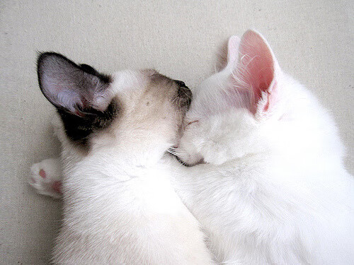 只手定江山，班凯罗抢七夜的全能统治