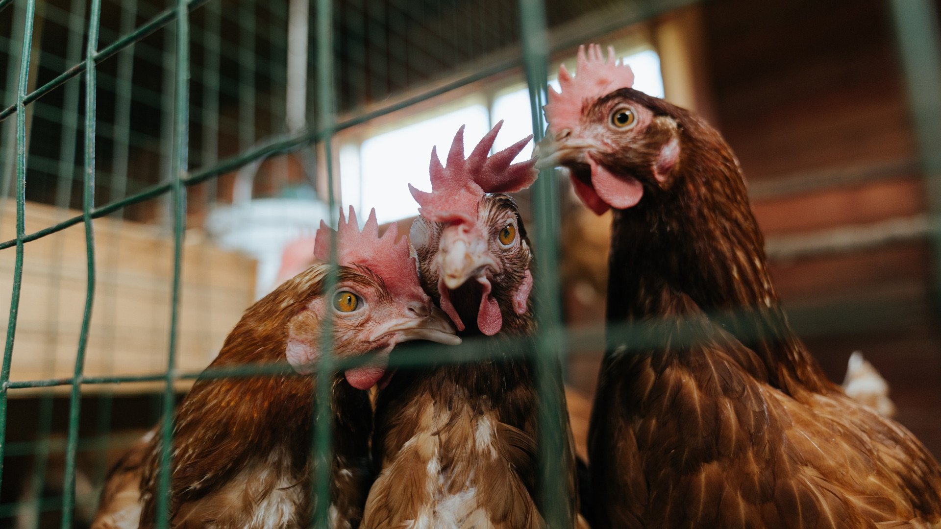 开云体育中国-球场与赛道，逆境之下，异曲同工的胜利