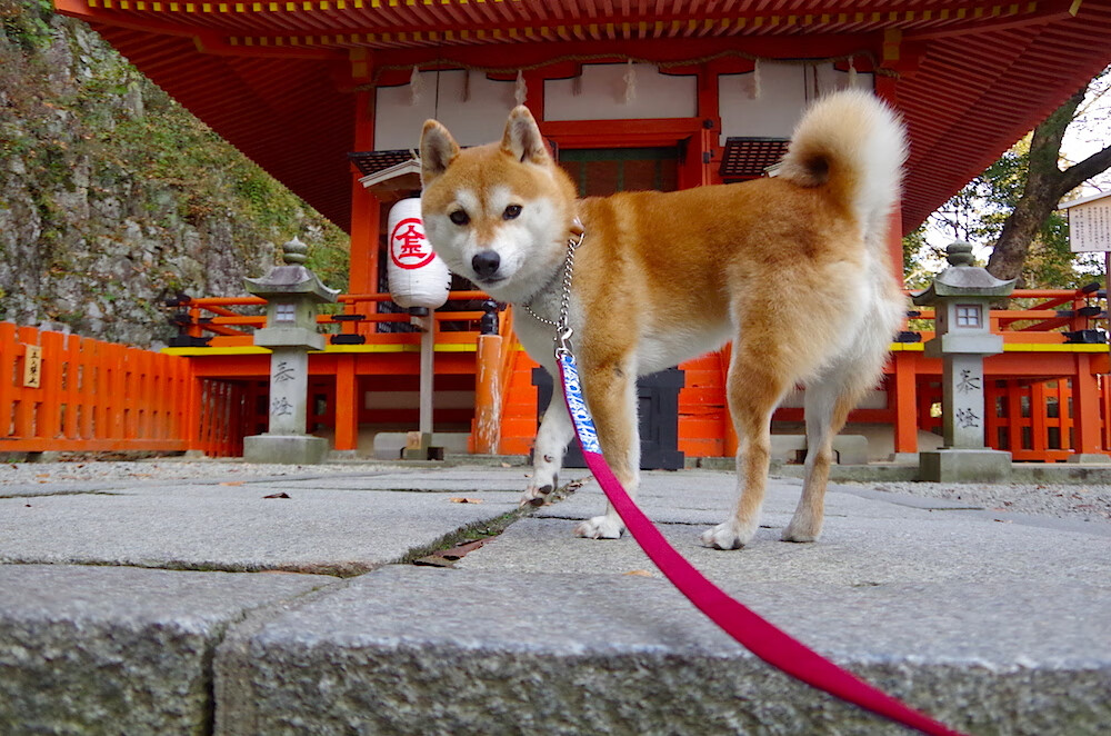 跨界巨星闪耀！塔图姆末节统治攻防，新疆男篮爆冷终结猛龙6连胜