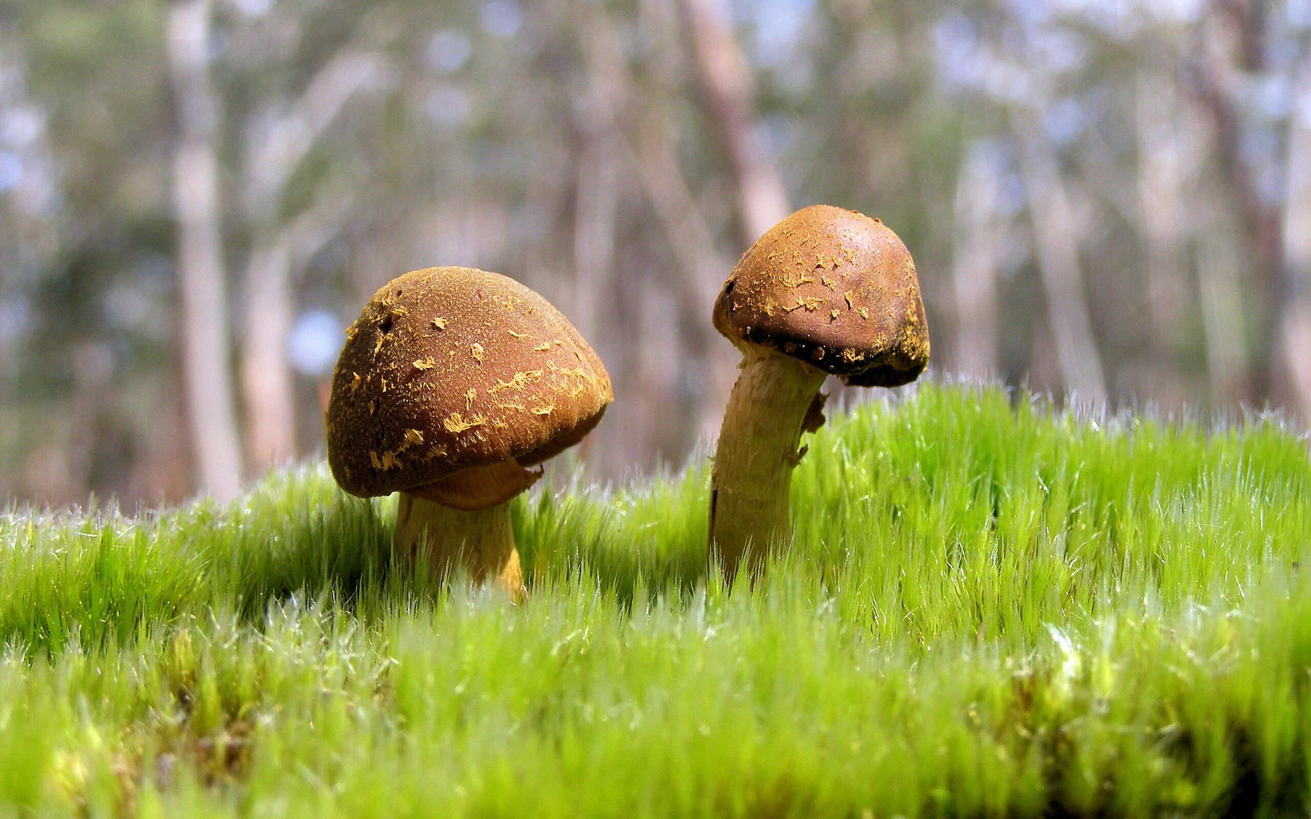 灰熊斩落新疆队,布伦森F1年度争冠接管比赛,体育跨界风云录