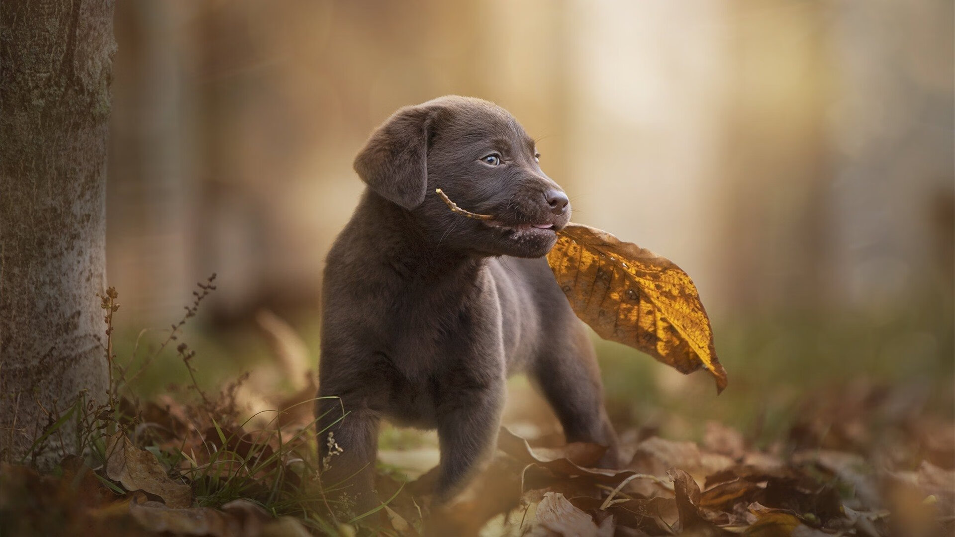 阿圭罗,攻防转换的隐形枢纽—解析比利时智破几内亚之困