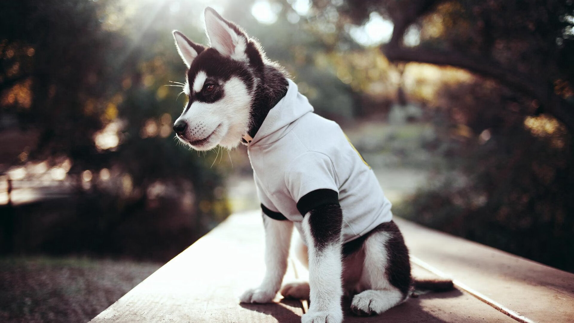 巅峰对决,猛龙力克国王,戈贝尔制胜封盖定乾坤