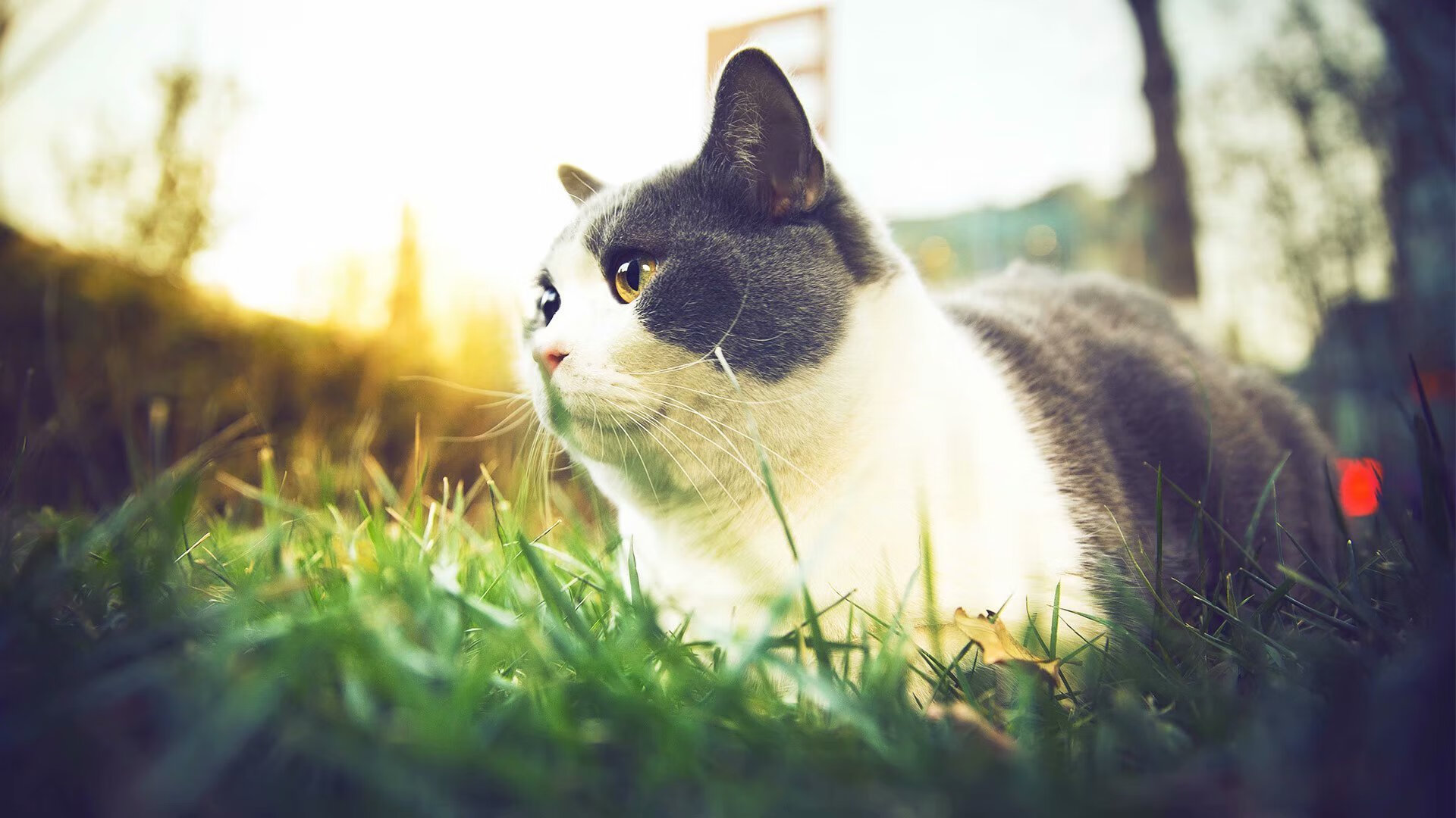 铁腰神兵！坎特关键制胜改写摩纳哥对阵塞内加尔格局