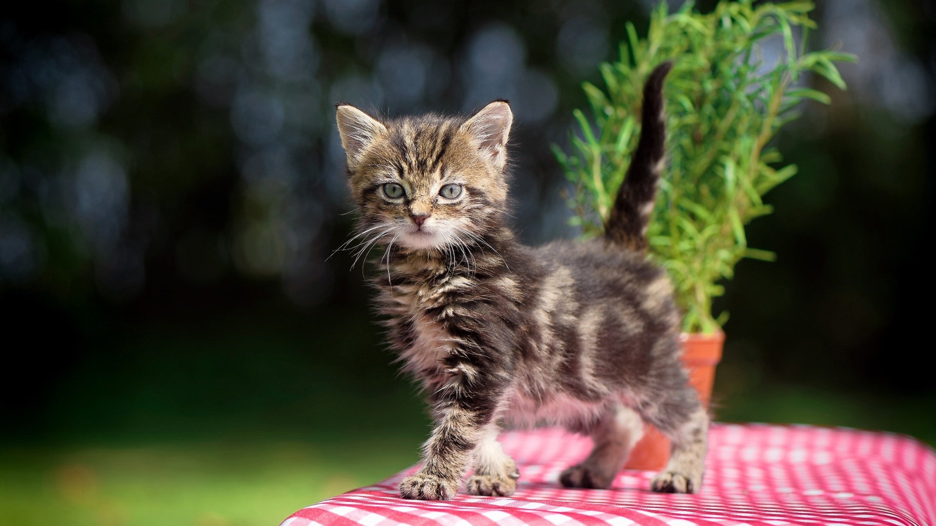 从险被换下到一锤定音,努涅斯用最残酷的方式宣告巨星降临