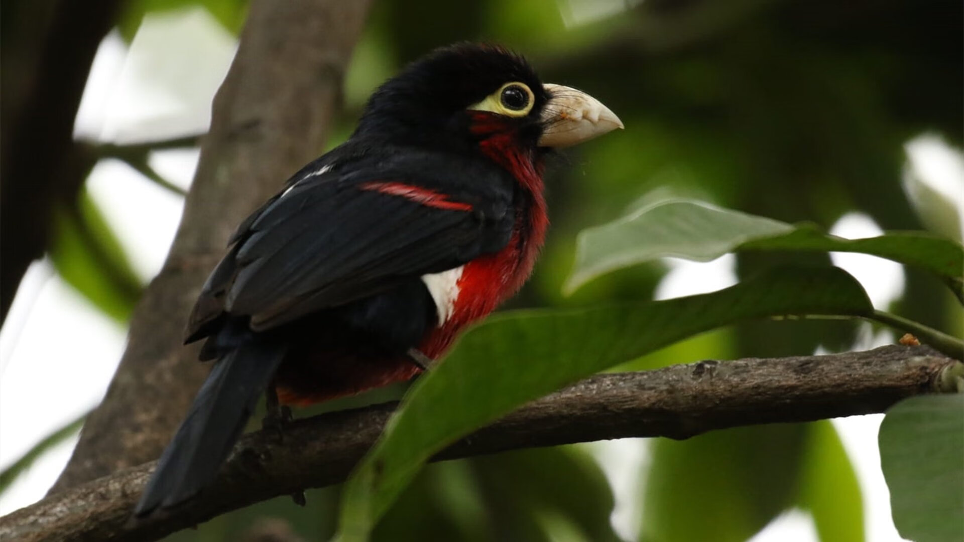 黄蜂毒刺刺穿东方明珠,贝恩49分狂潮浇灭上海反扑烈焰