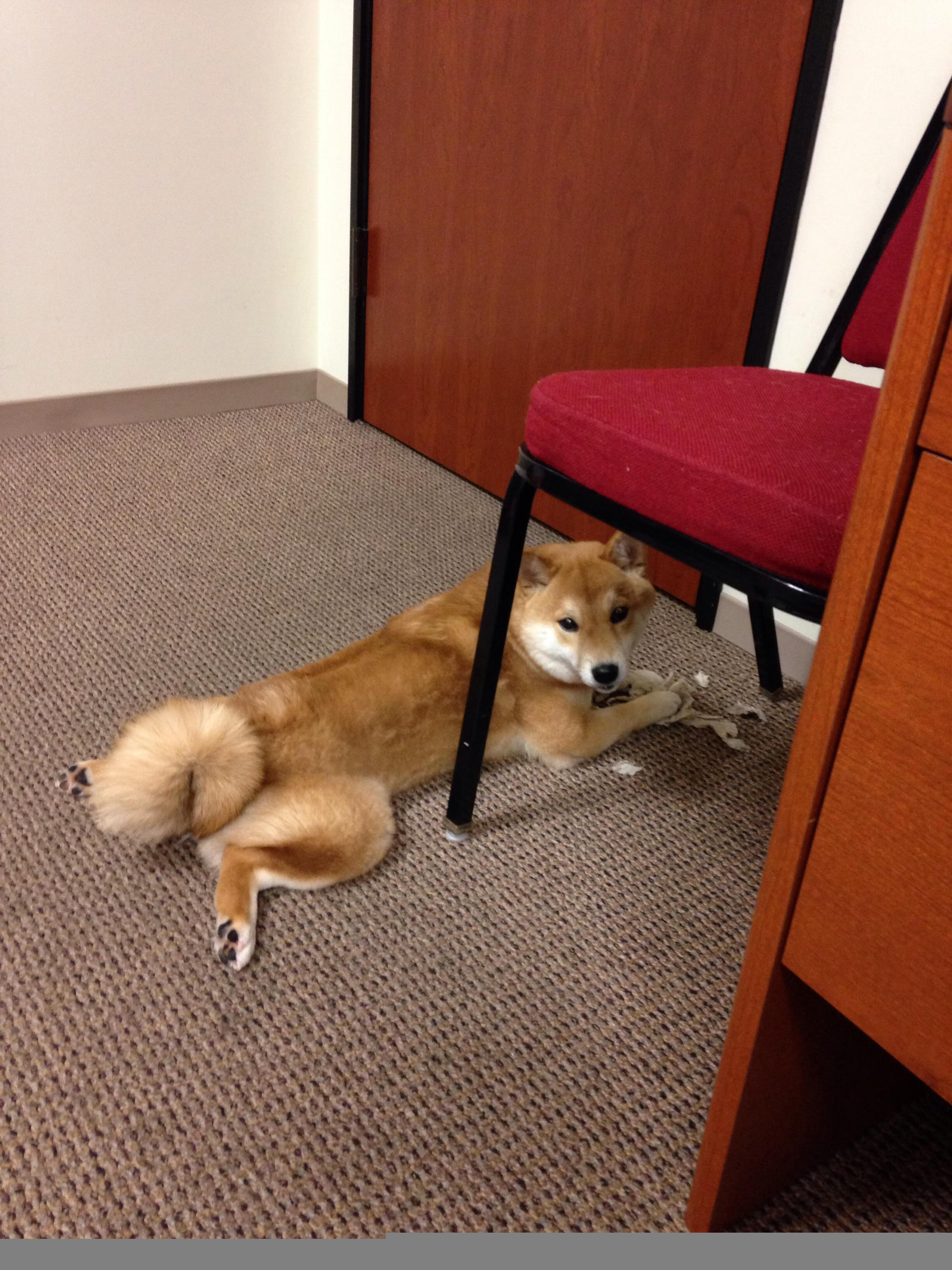 血色哨音与石像的苏醒,恩比德抢七夜的封神一击