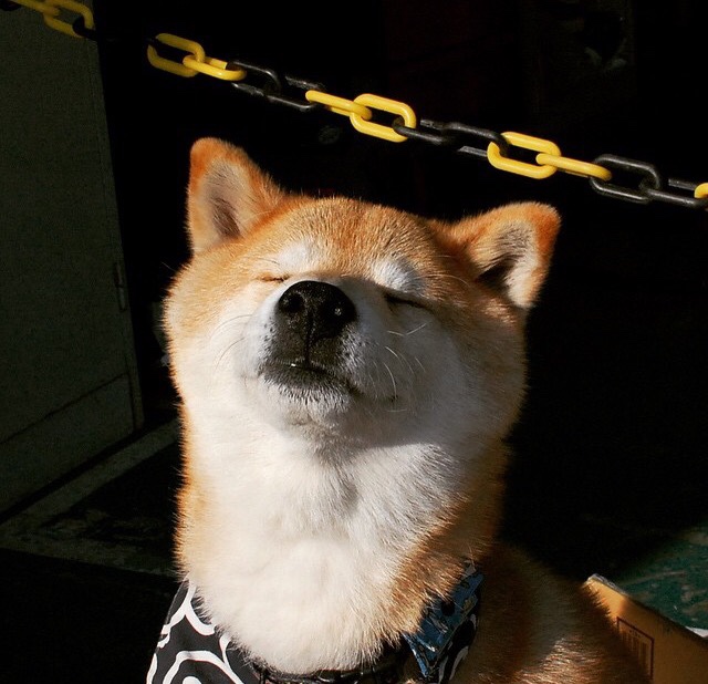 锡安·威廉姆森一手掌控比赛走势，黄蜂队击败上海队迎胜利