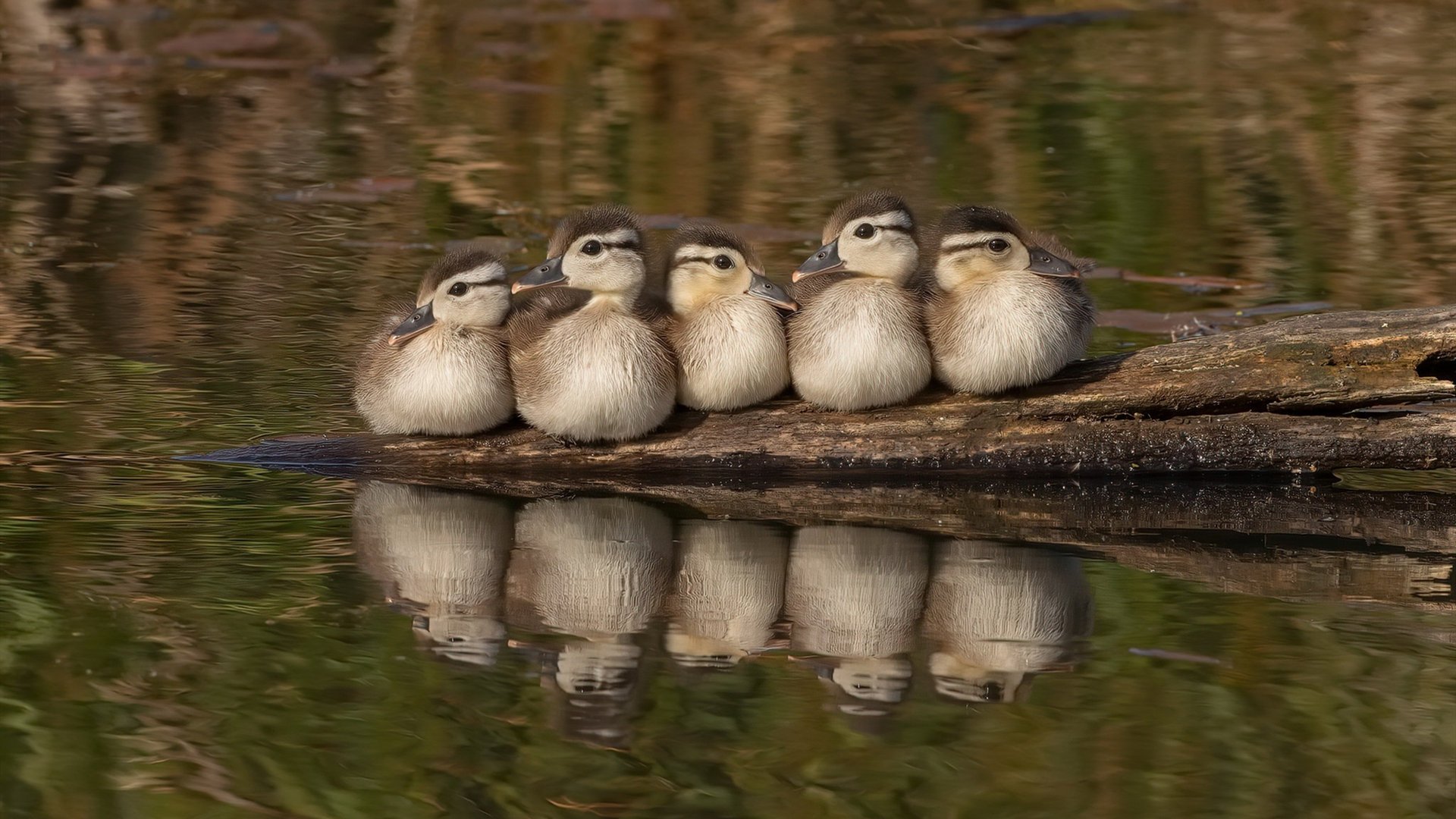 开云平台-F1街道赛之夜，布鲁诺在焦点战中证明自己