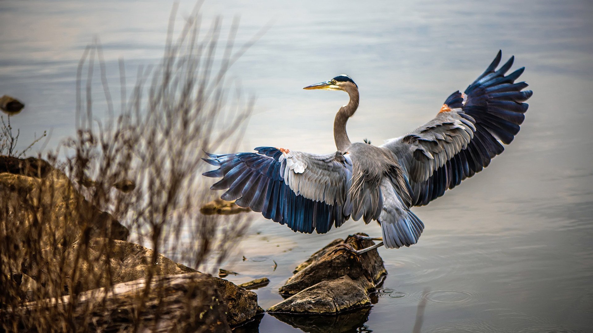密尔沃基的铁蹄，杰伦·格林—无名英雄的加冕时刻