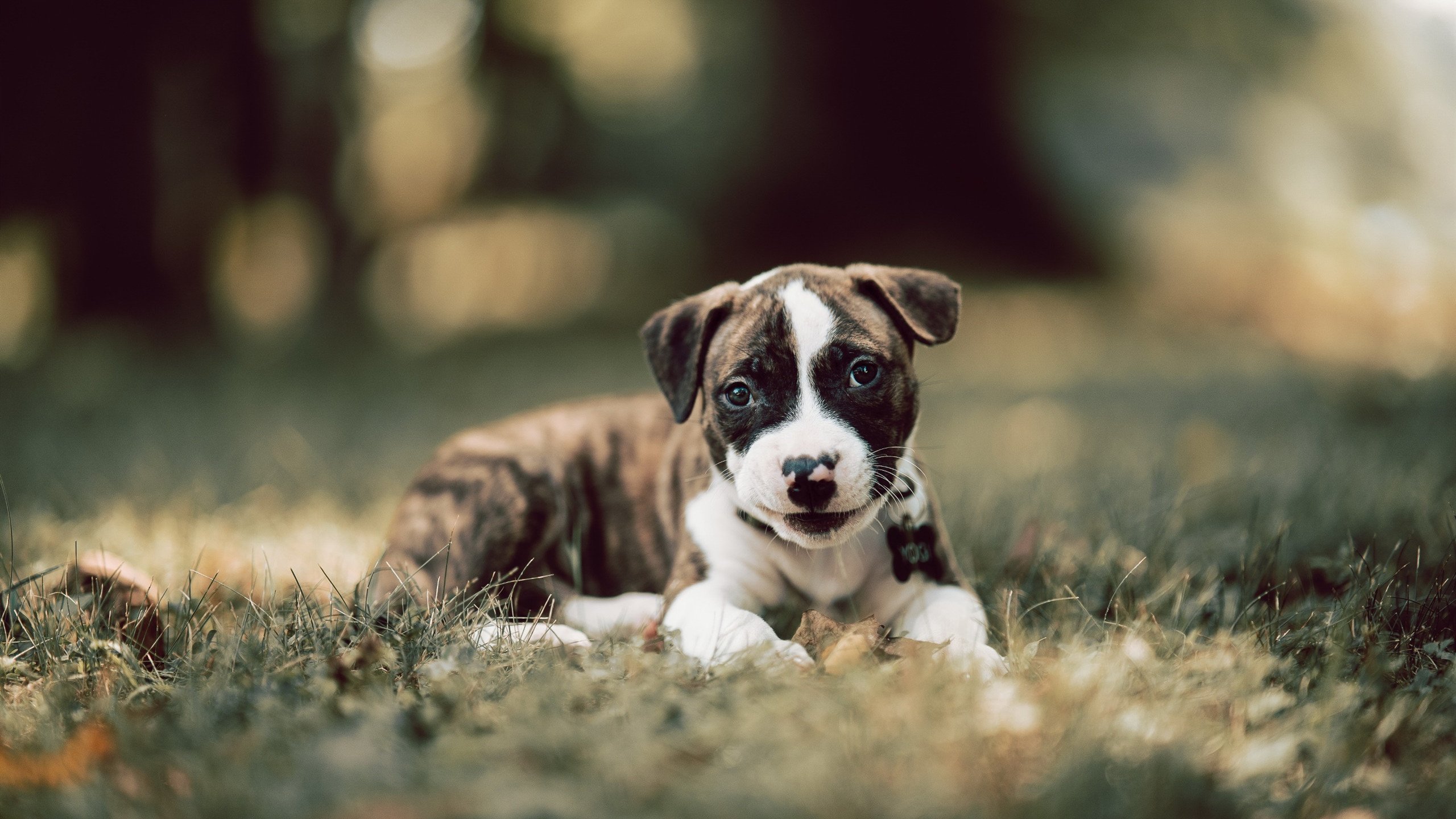 开云体育官网-南非闪电击碎都灵巨人，意甲焦点战上演史诗级逆袭