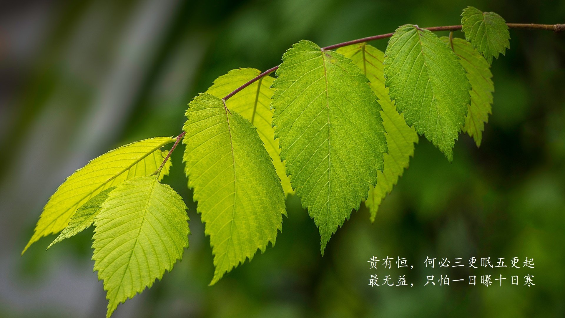 波斯铁骑震天下,伊朗力克克罗地亚,京多安主宰2026世界杯C组焦点战